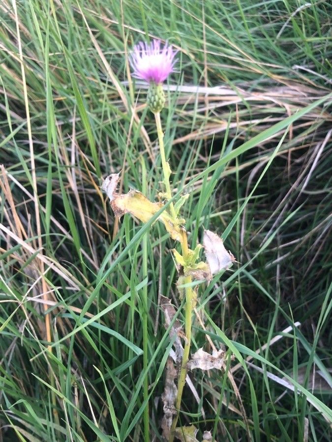 Cirsium pyrenaicum habit