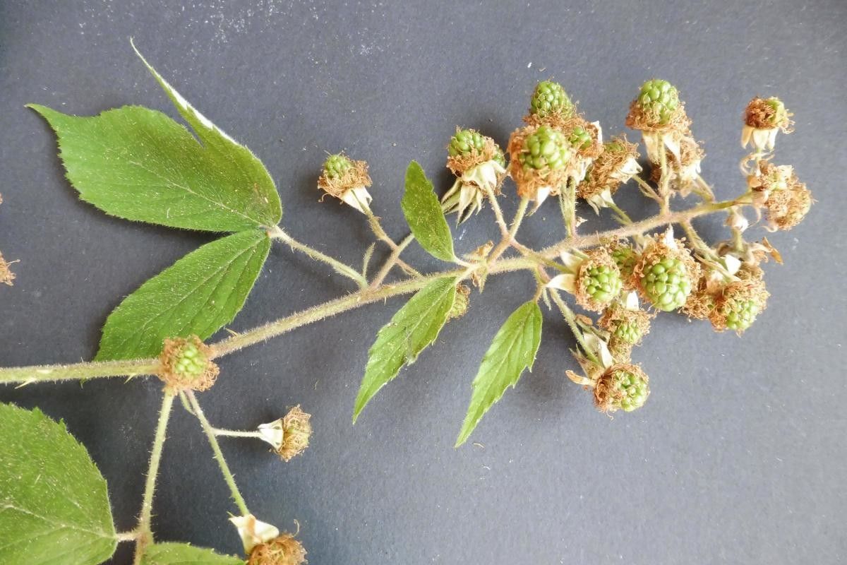 Rubus pallidus flower