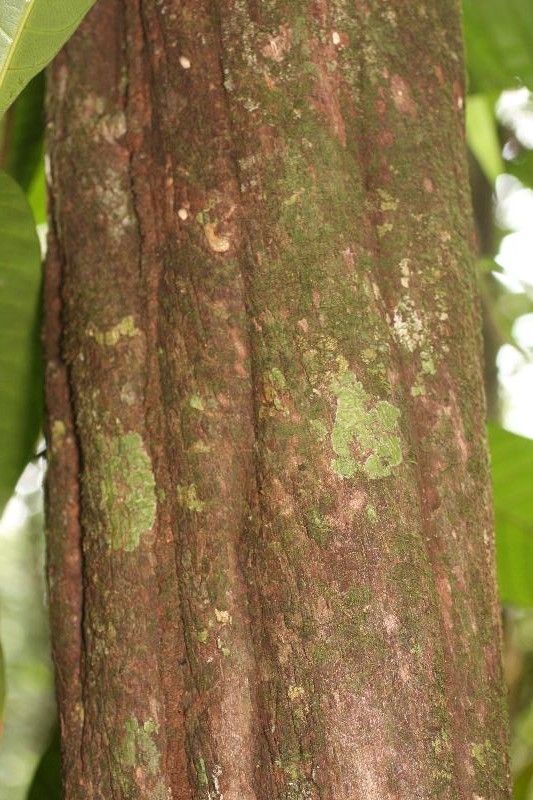 Duroia longiflora bark