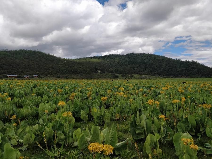 Ligularia cymbulifera habit