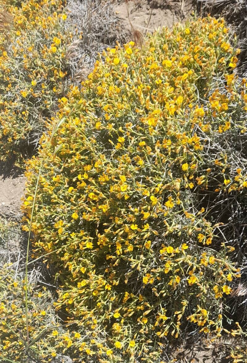 Adesmia candida habit