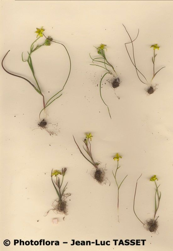 Gagea lusitanica habit