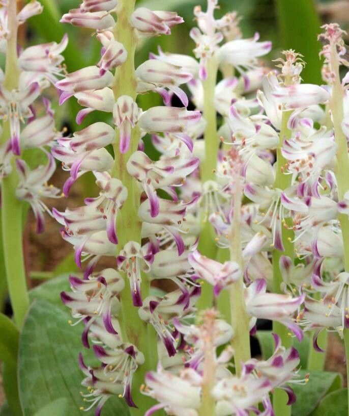 Lachenalia kliprandensis — houseplant care guide