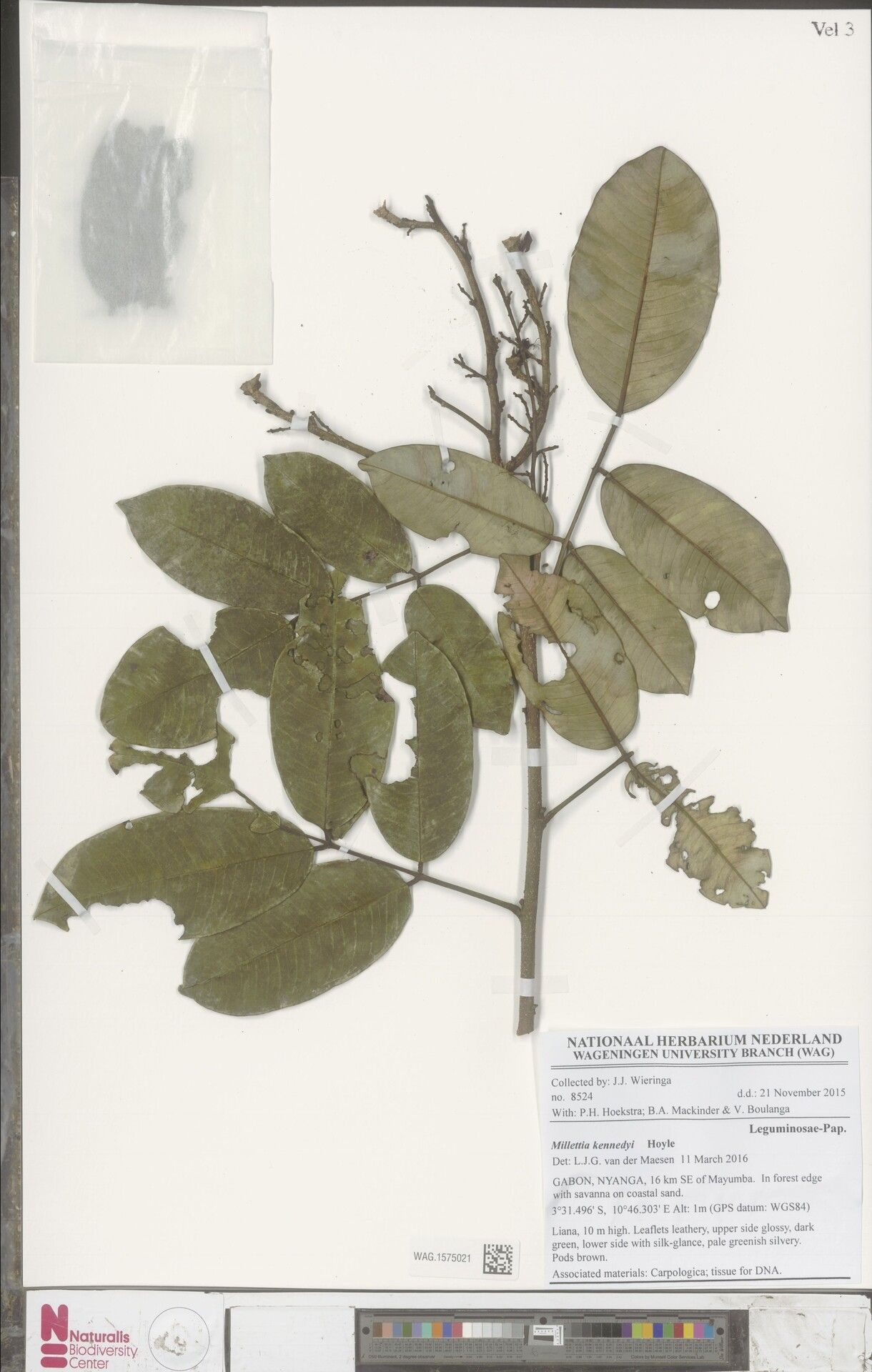 Millettia kennedyi — houseplant care guide