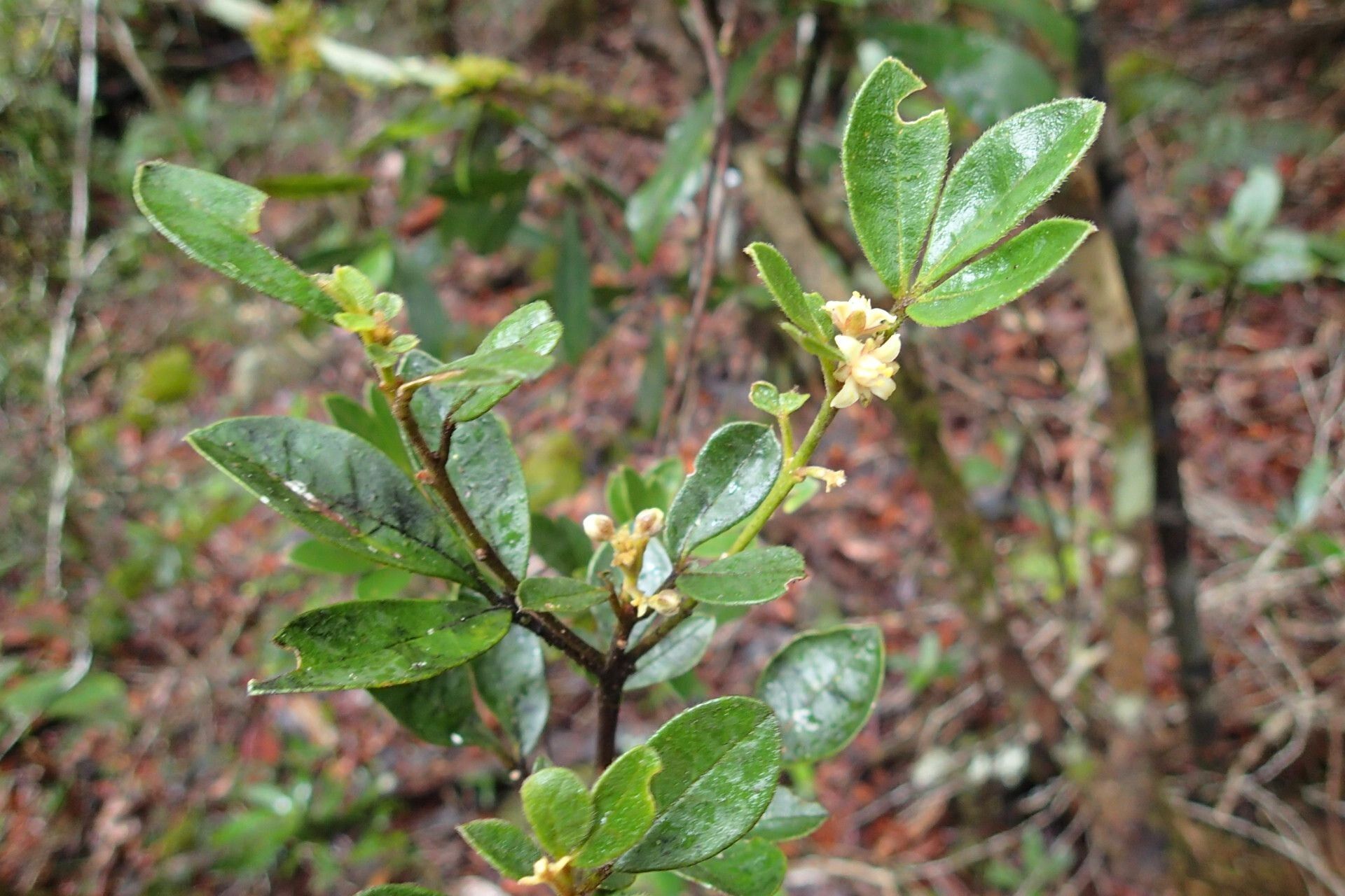 Melicope vieillardii habit