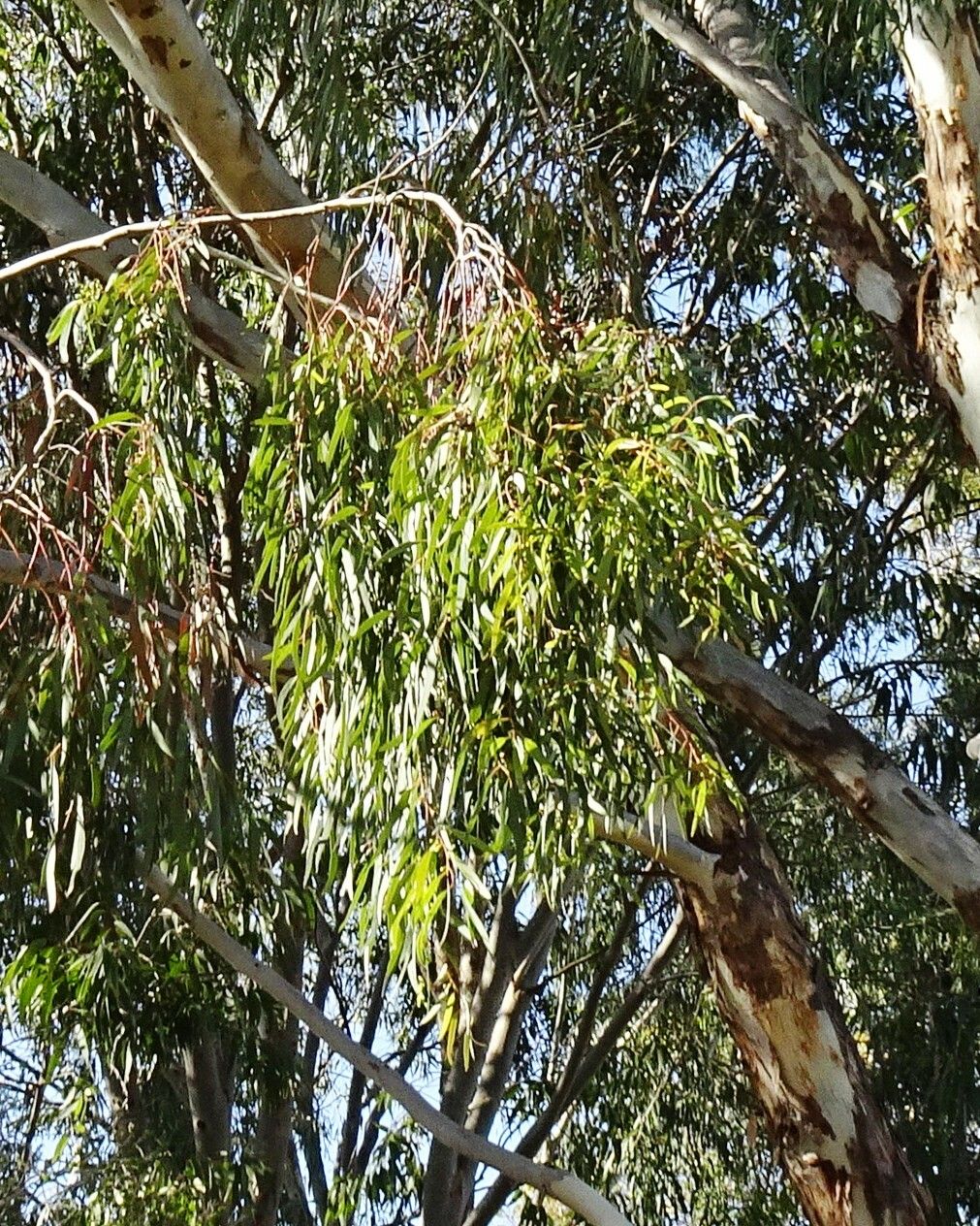 Eucalyptus melliodora — houseplant care guide