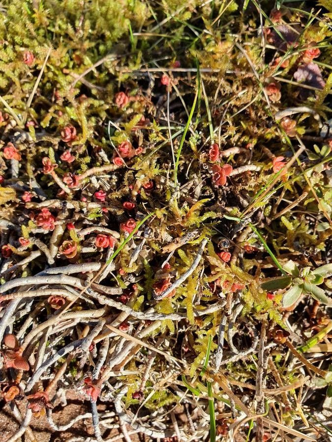 Crassula tillaea fruit