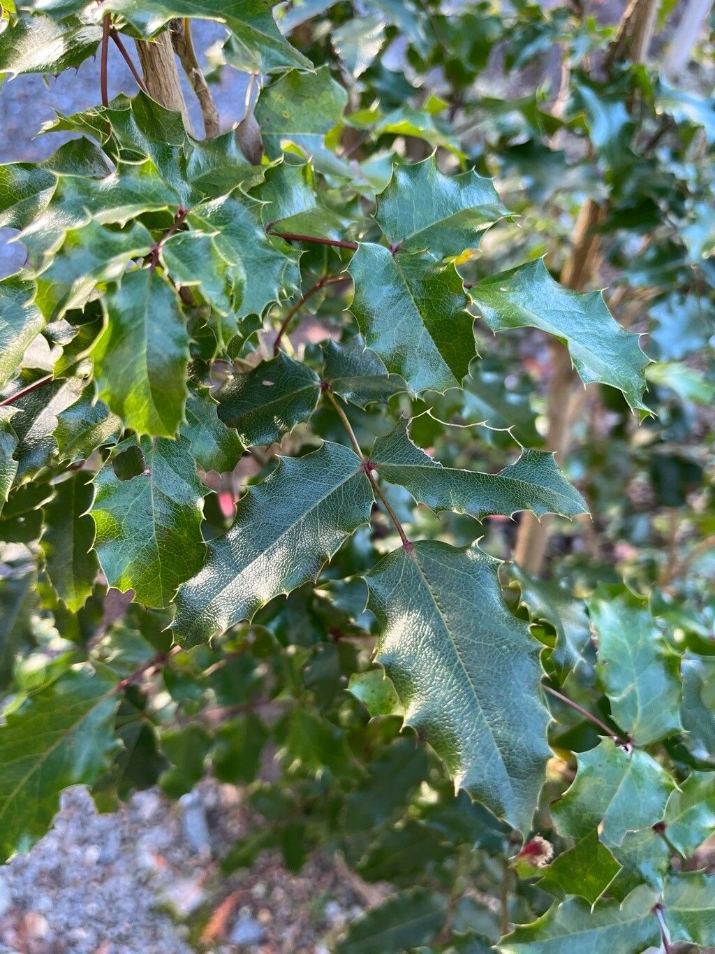 Berberis pinnata — search result for 'Mahonia'