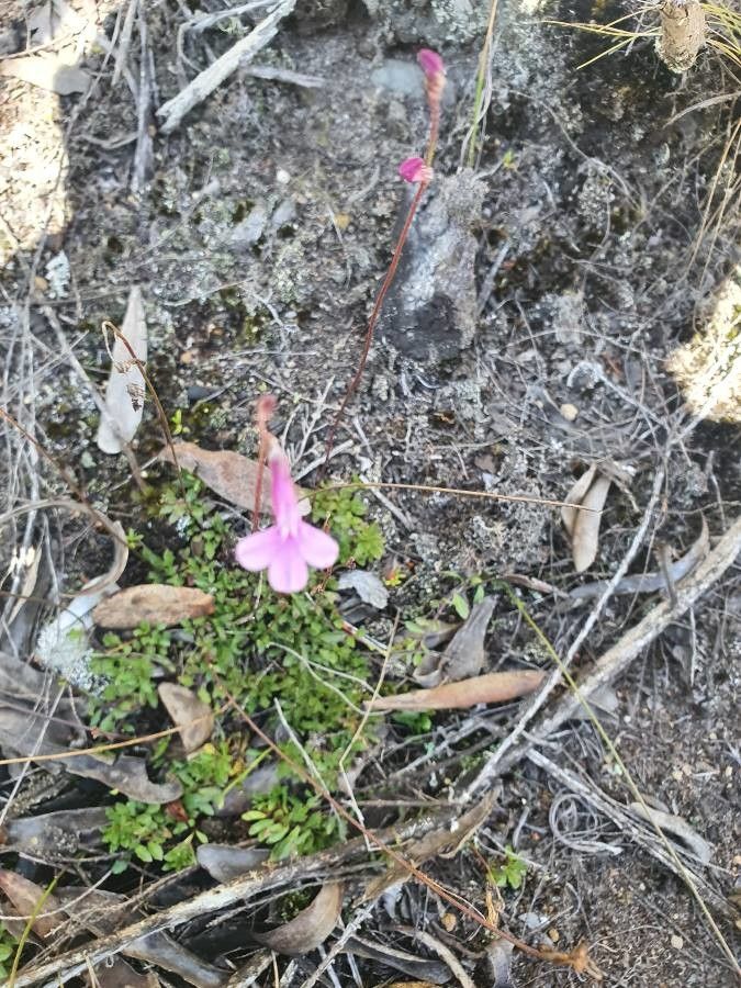 Lobelia holstii habit