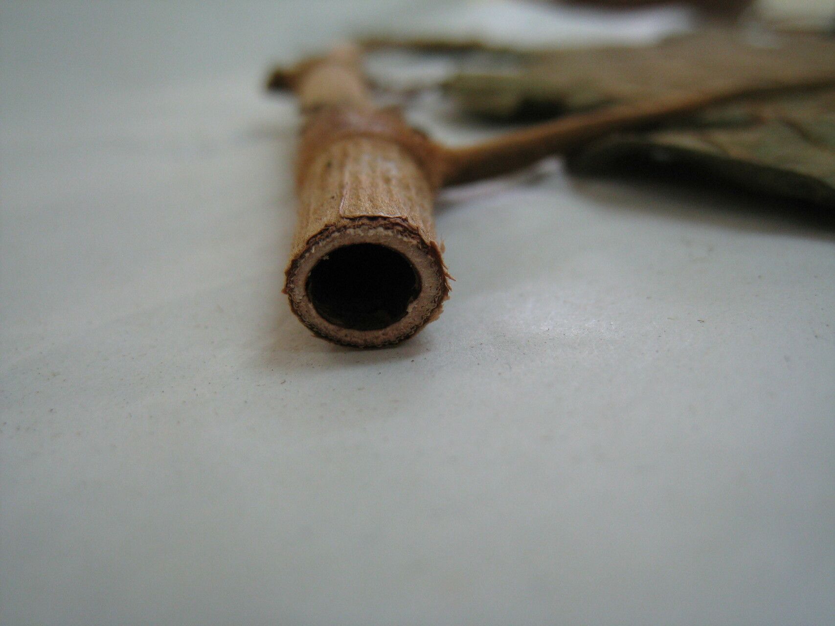 Coccoloba mollis other