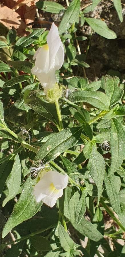 Antirrhinum graniticum — search result for 'Antirrhinum'