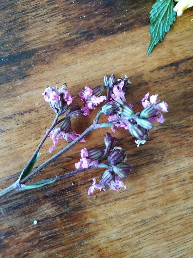 Streptanthus hispidus — houseplant care guide