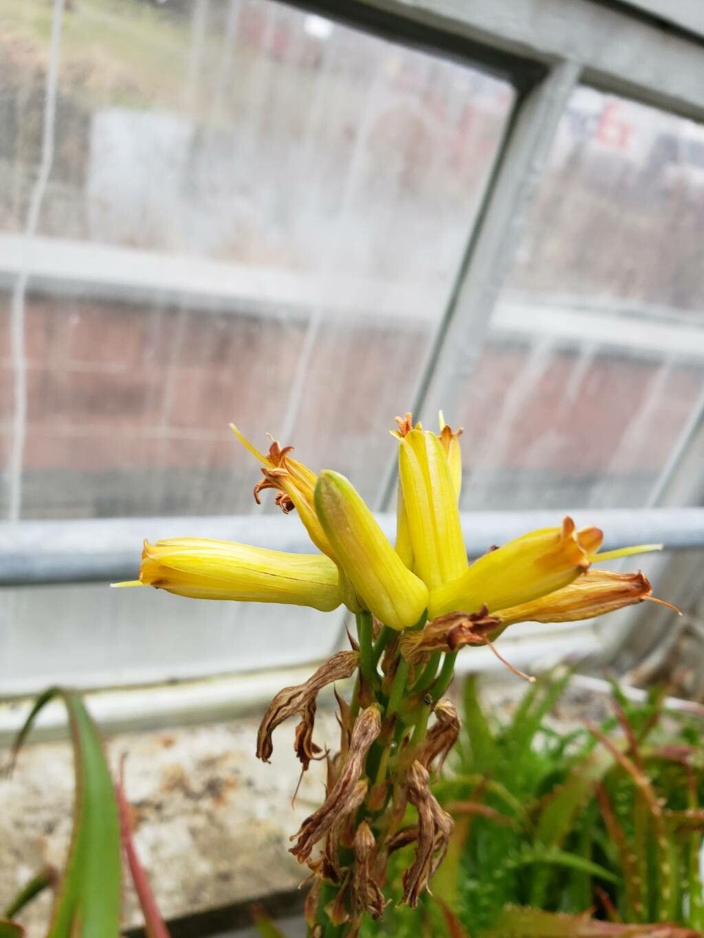 Aloe suarezensis flower