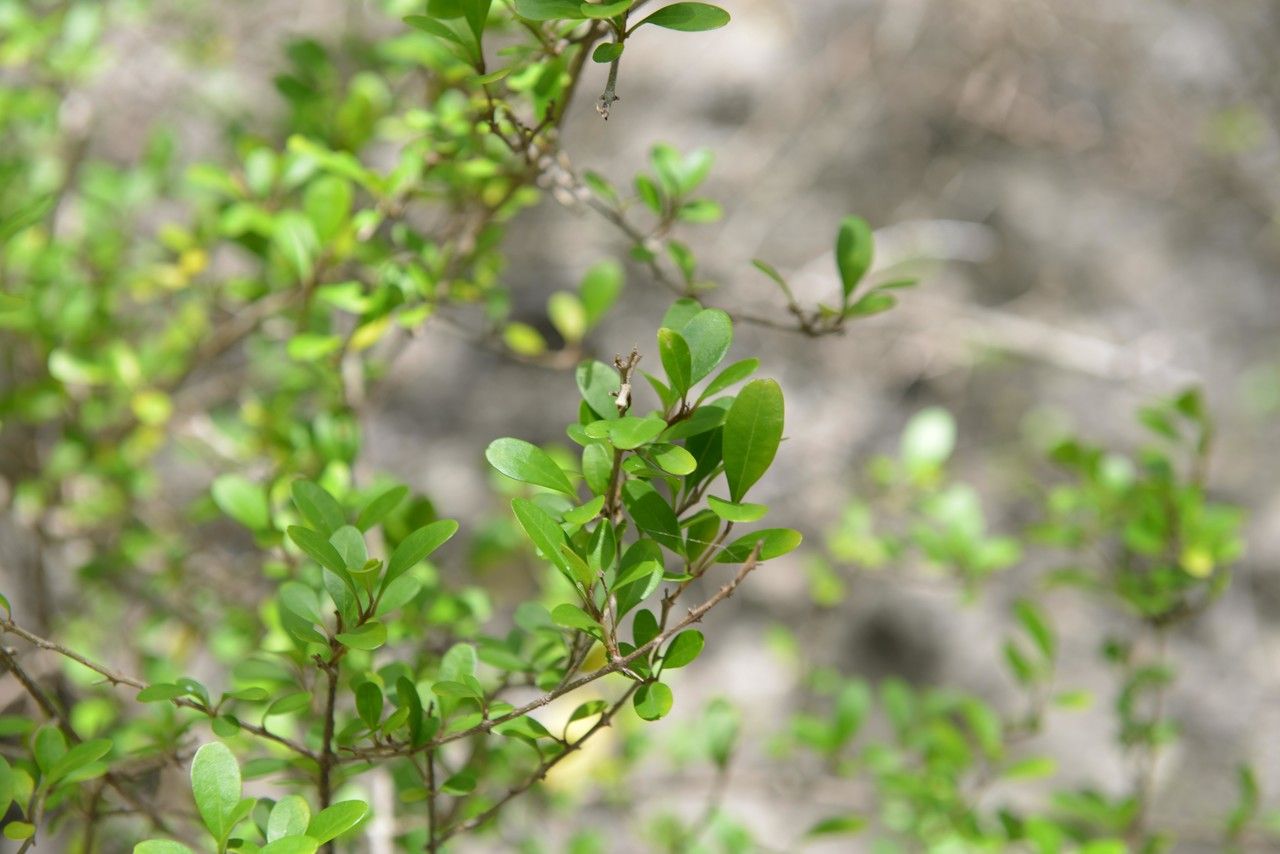 Volkameria pittieri habit