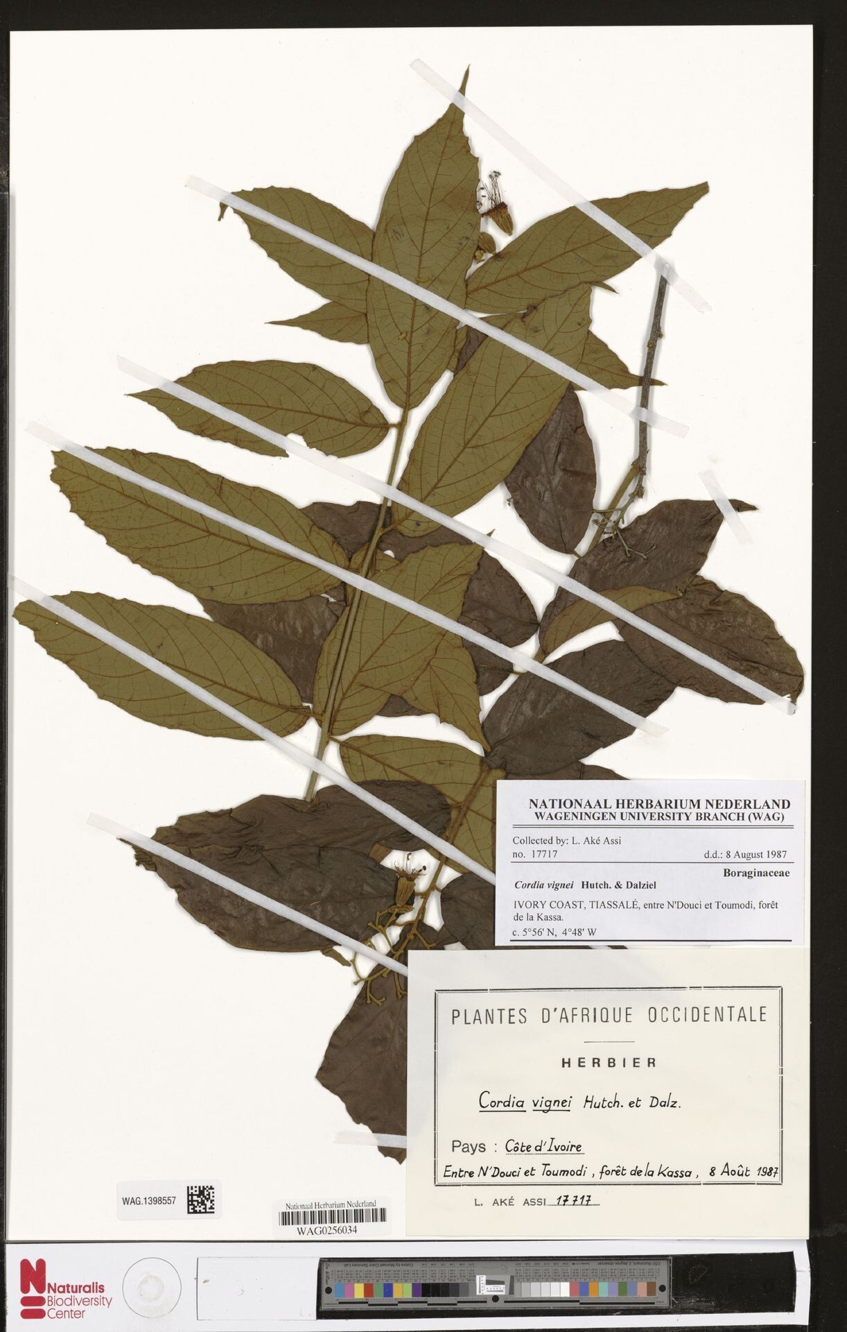 Cordia vignei — houseplant care guide