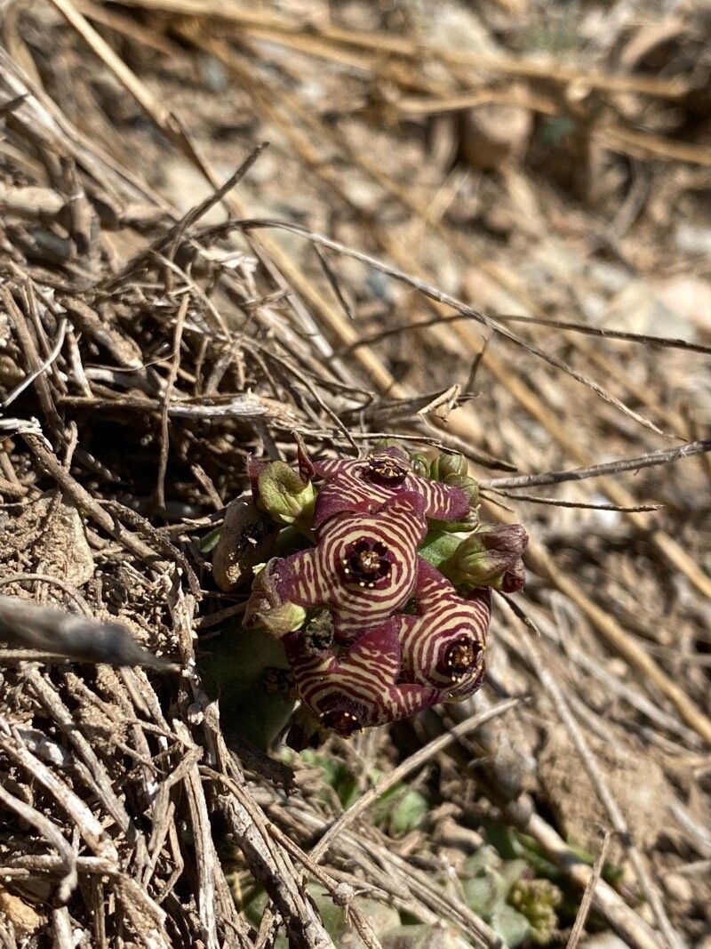 Caralluma europaea flower