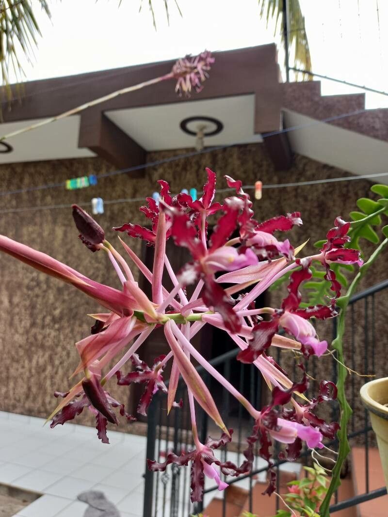 Laelia lueddemanii other