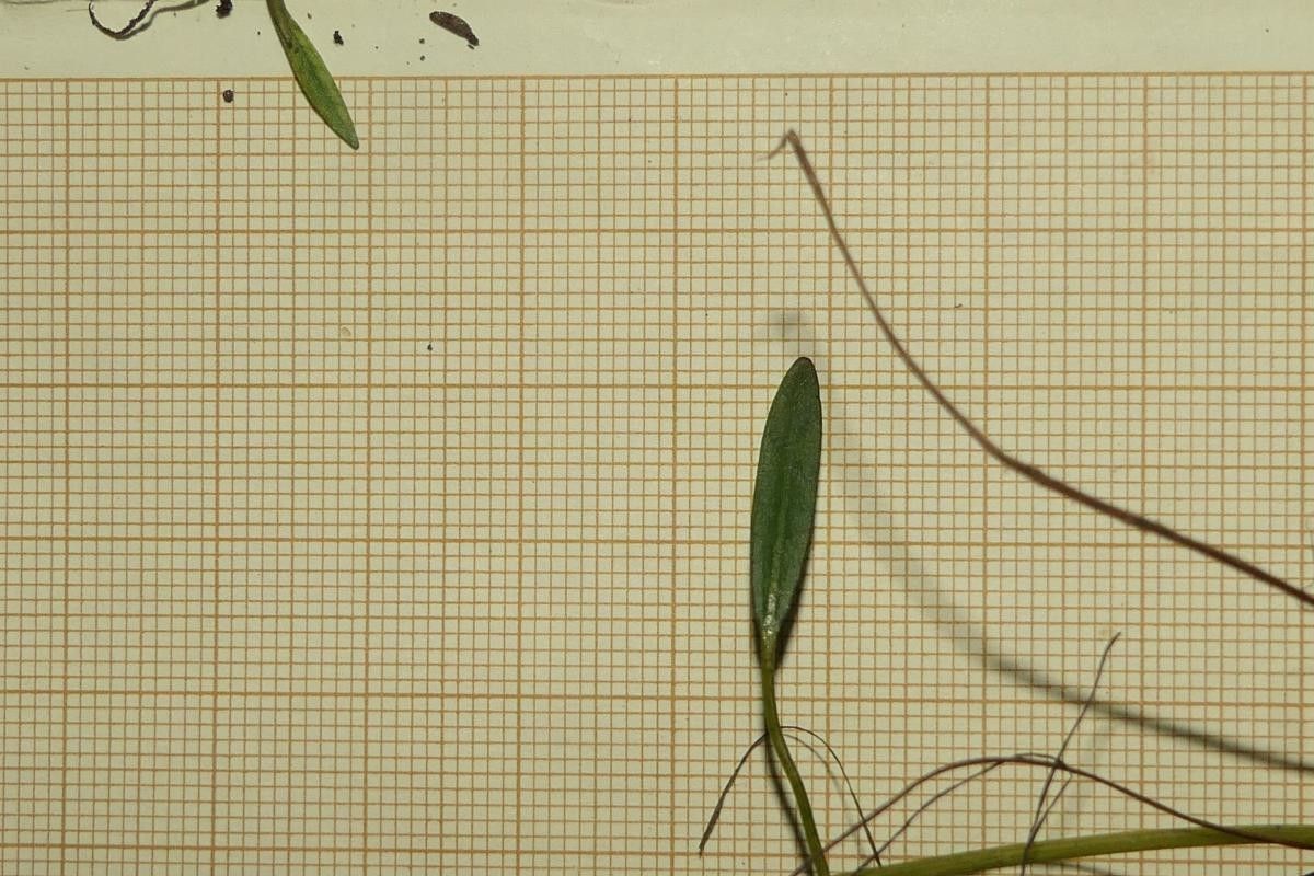 Baldellia repens — related species from the same genus