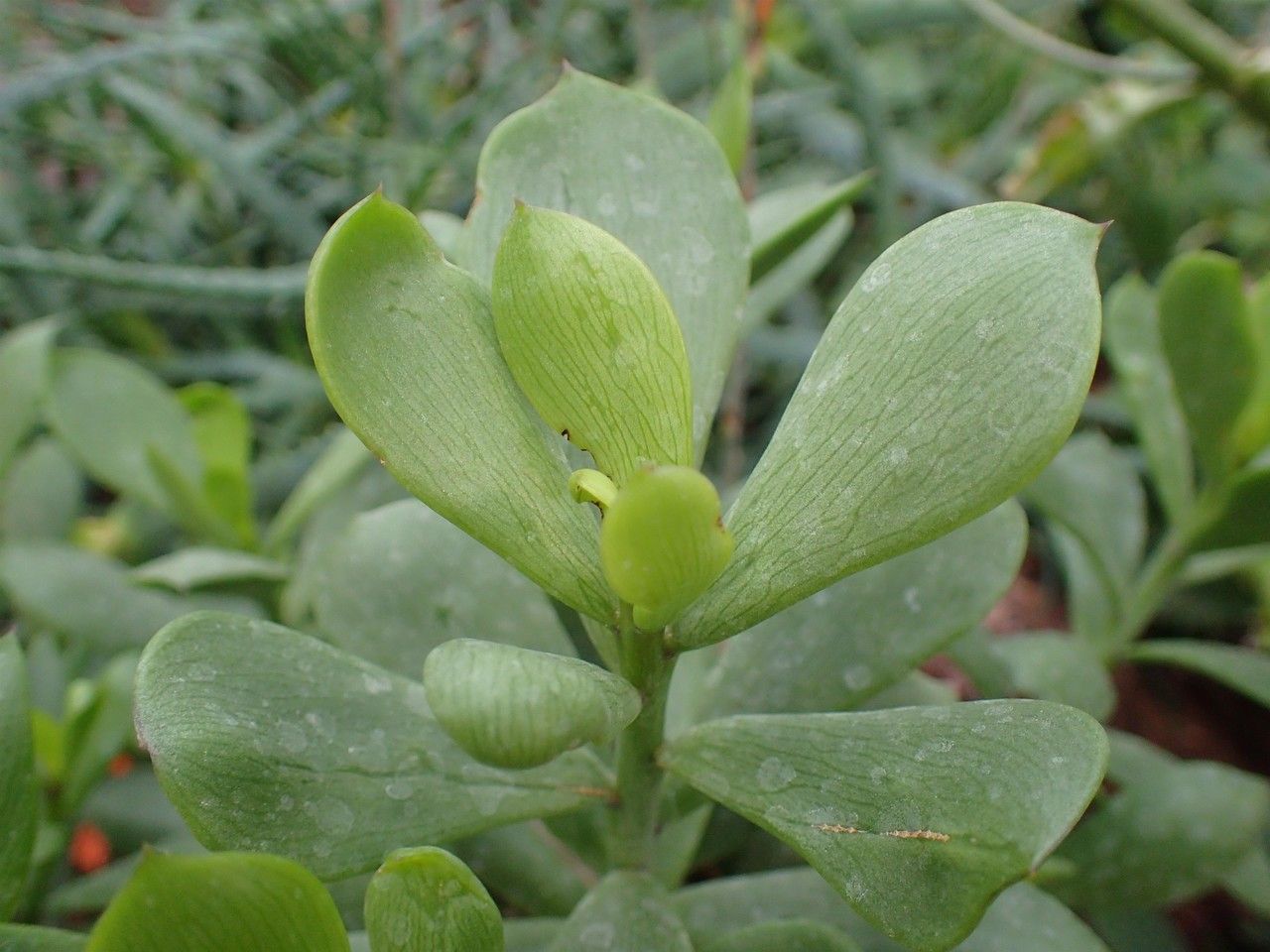Senecio decaryi habit