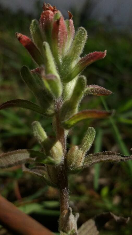 Castilleja applegatei — search result for 'Orobanchaceae'