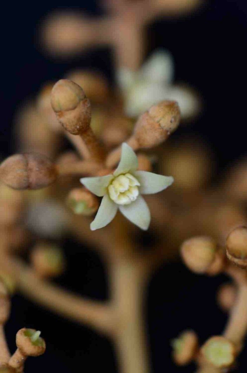Schefflera morototoni flower