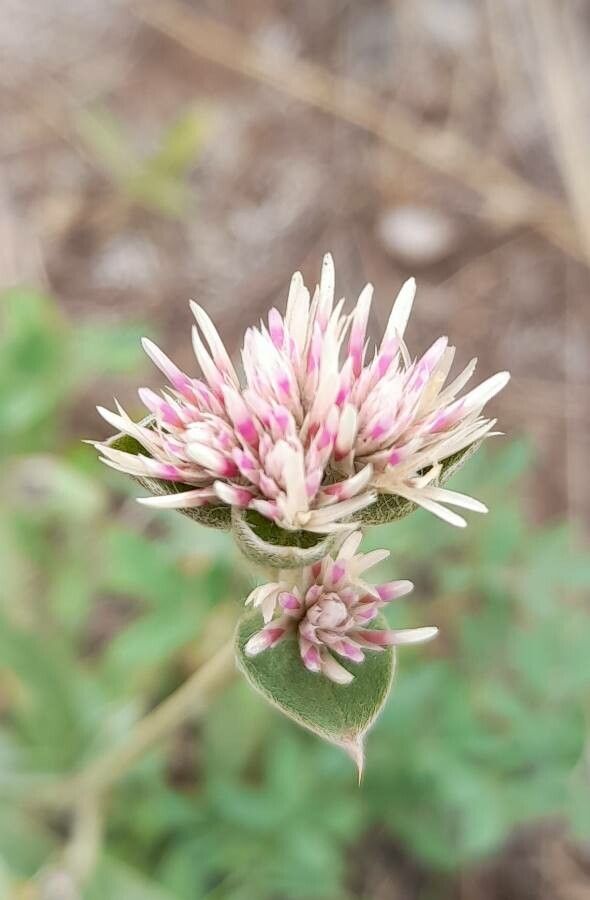 Gomphrena haenkeana flower