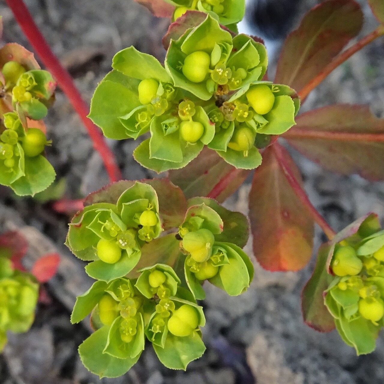 Euphorbia pterococca flower