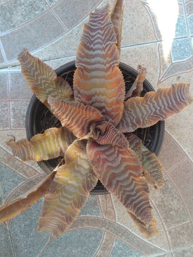 Cryptanthus zonatus leaf