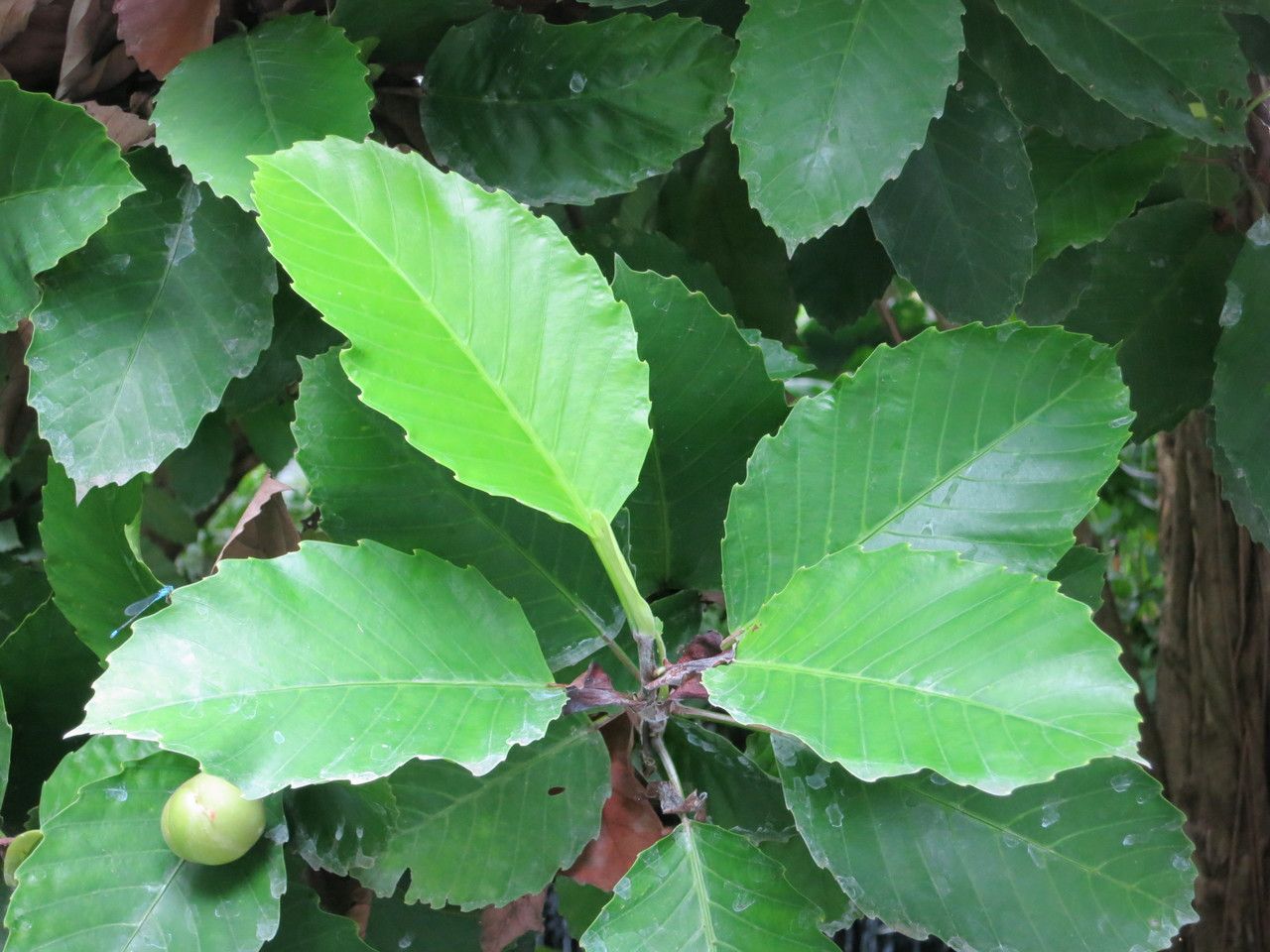 Dillenia philippinensis — houseplant care guide