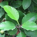 Dillenia philippinensis