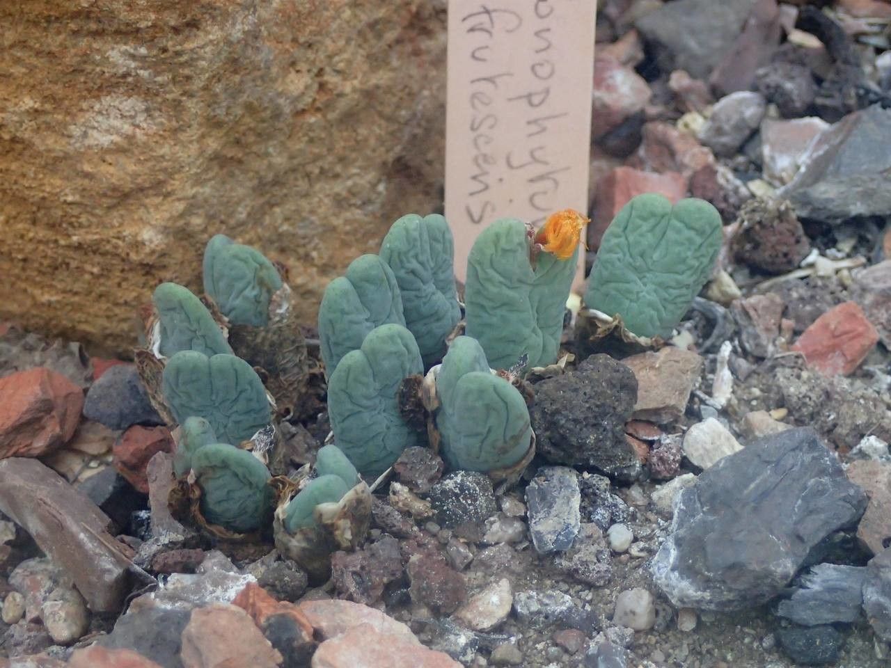 Conophytum frutescens — houseplant care guide