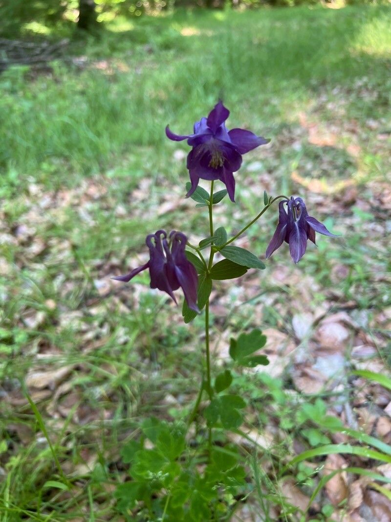 Aquilegia dumeticola flower