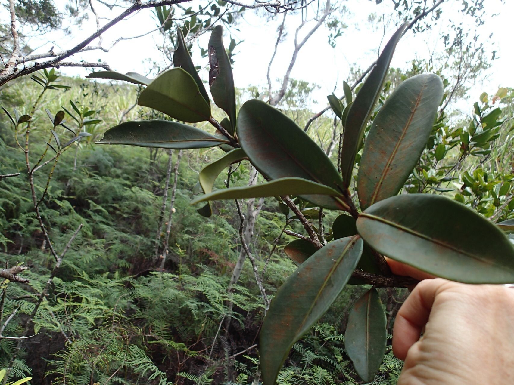Eugenia hurlimannii leaf
