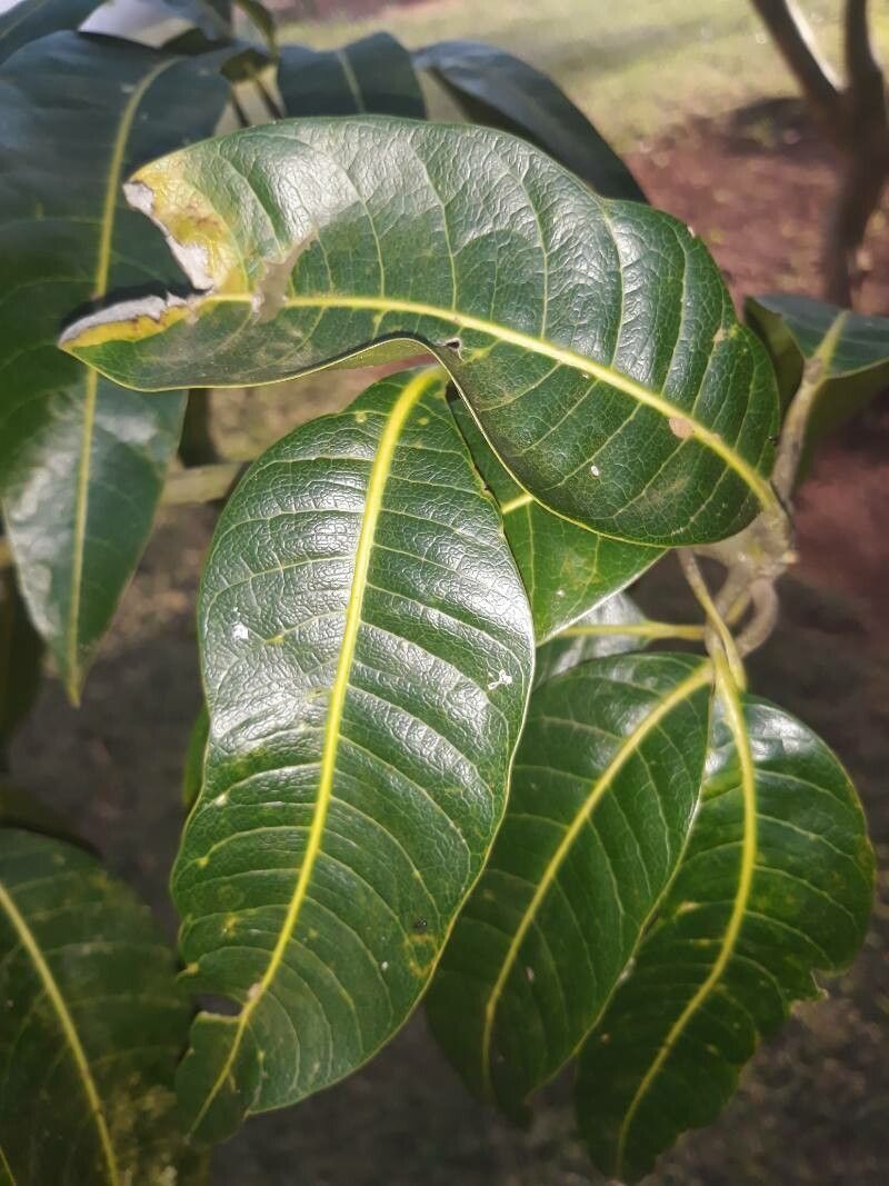 Ficus adhatodifolia leaf