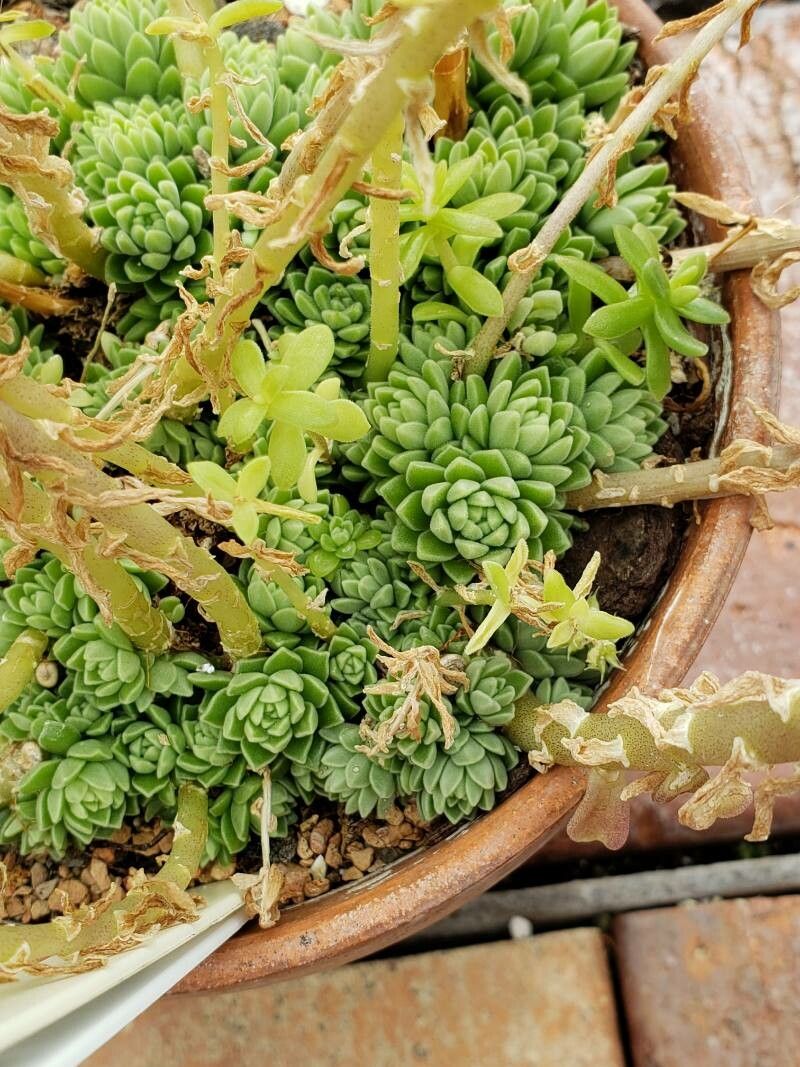 Sedum ebracteatum — houseplant care guide