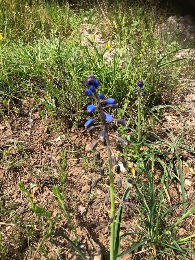 Bellevalia hackelli flower