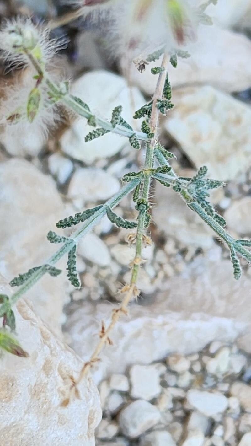 Salvia santolinifolia — houseplant care guide