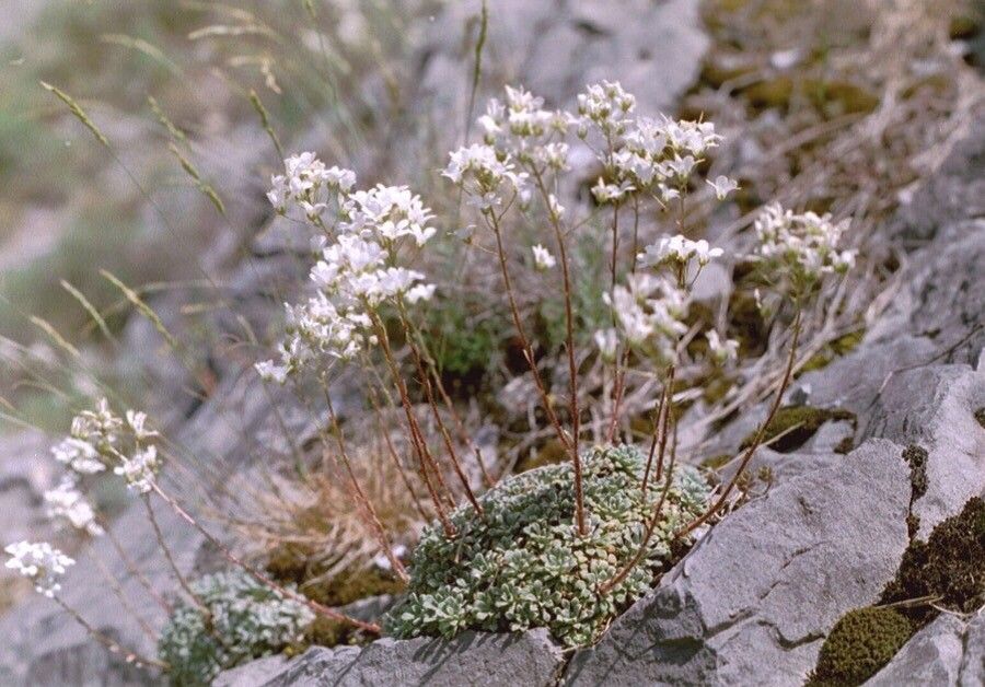 Saxifraga cochlearis flower
