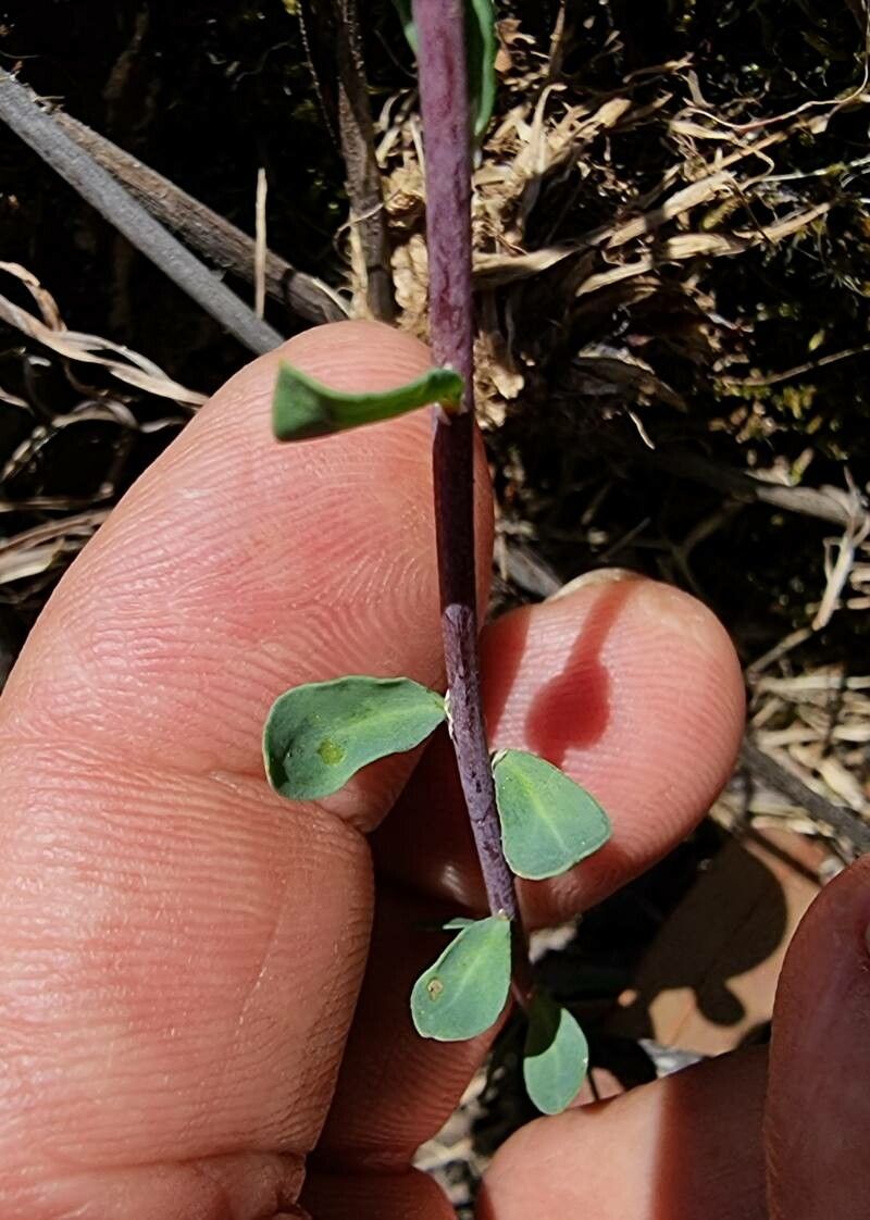 Corrigiola telephiifolia — related species from the same genus
