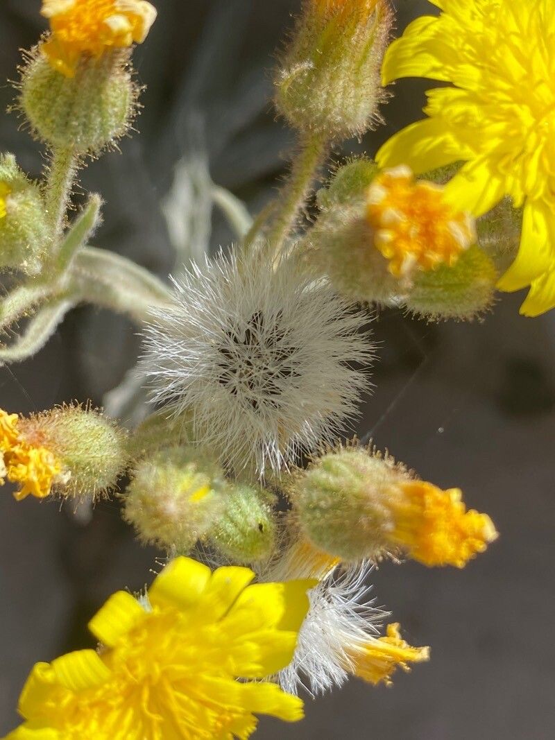 Andryala pinnatifida fruit