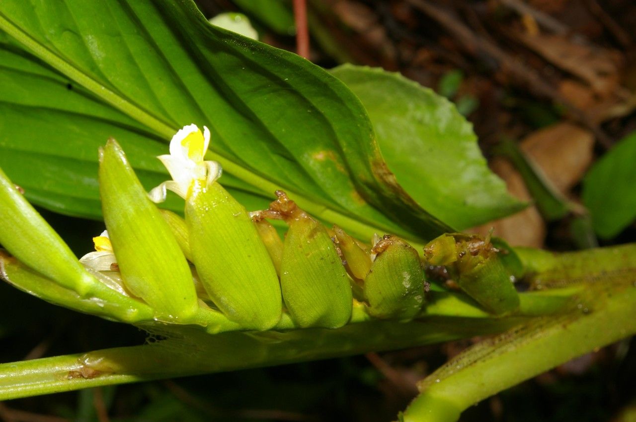 Xiphidium caeruleum flower