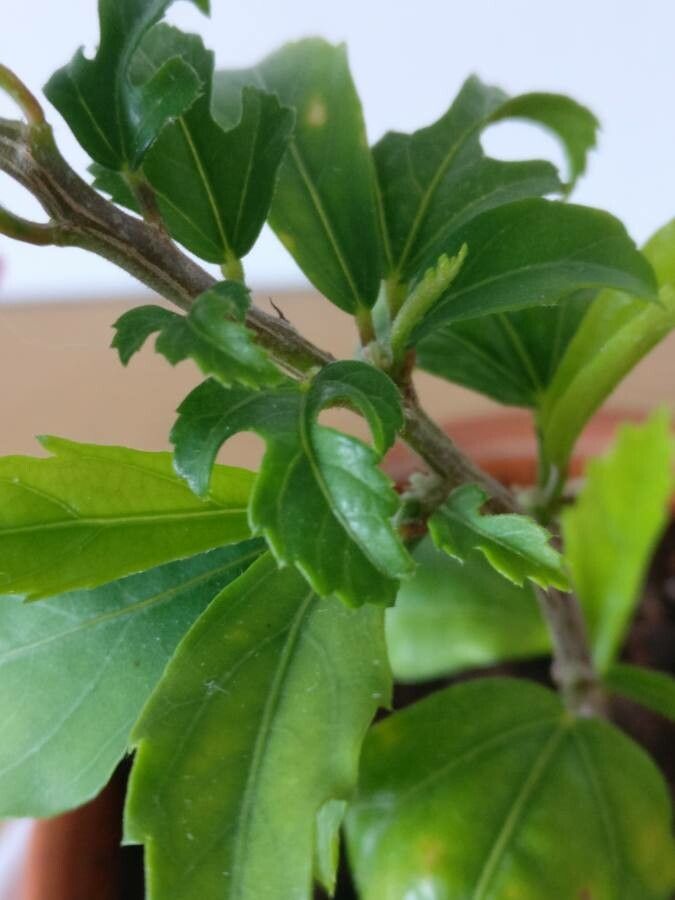 Hibiscus phanerandrus — search result for 'Hibiscus'