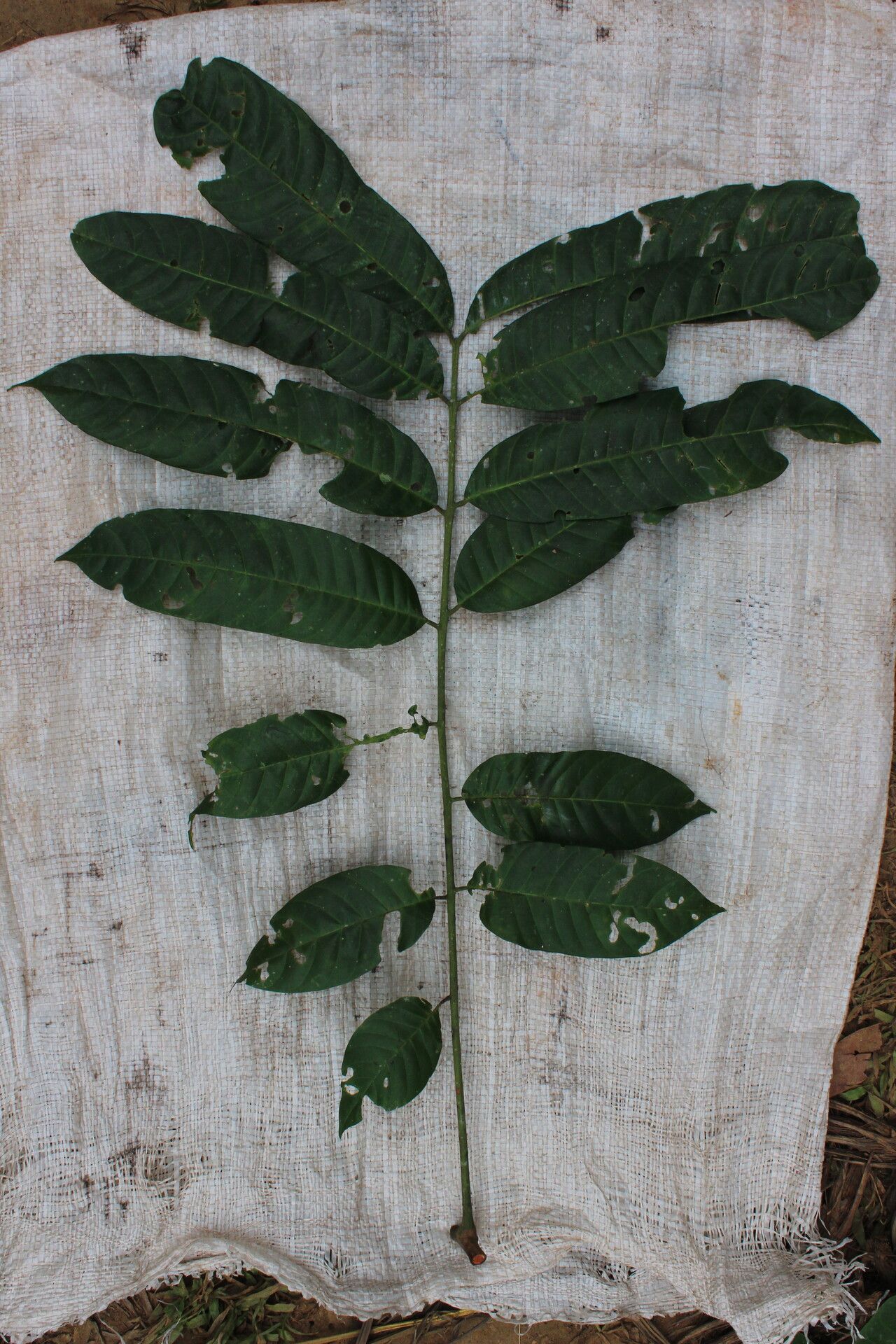 Trichilia gilgiana leaf