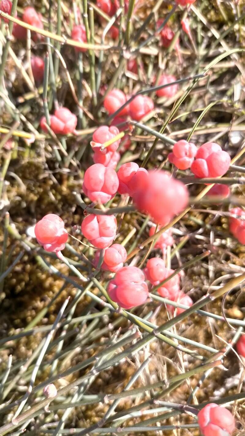 Ephedra foeminea fruit