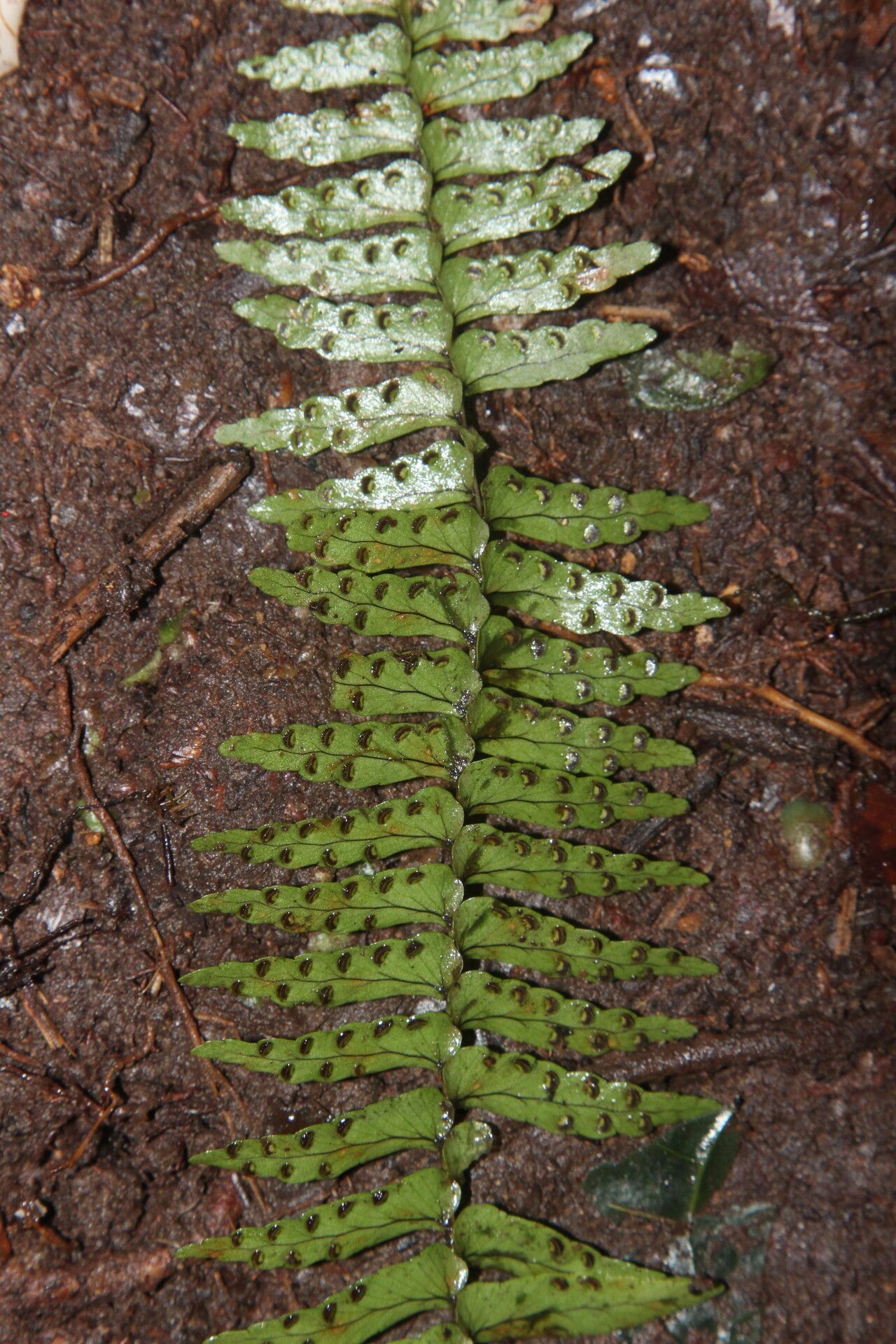 Nephrolepis undulata fruit