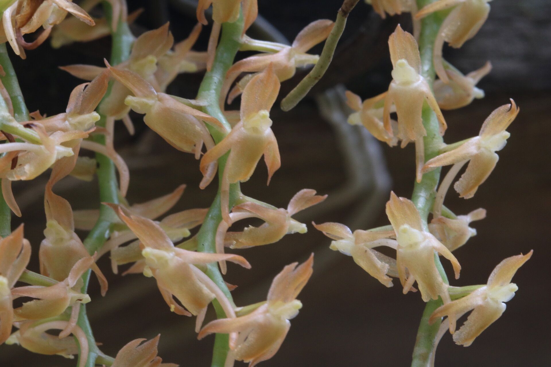 Diaphananthe plehniana — houseplant care guide