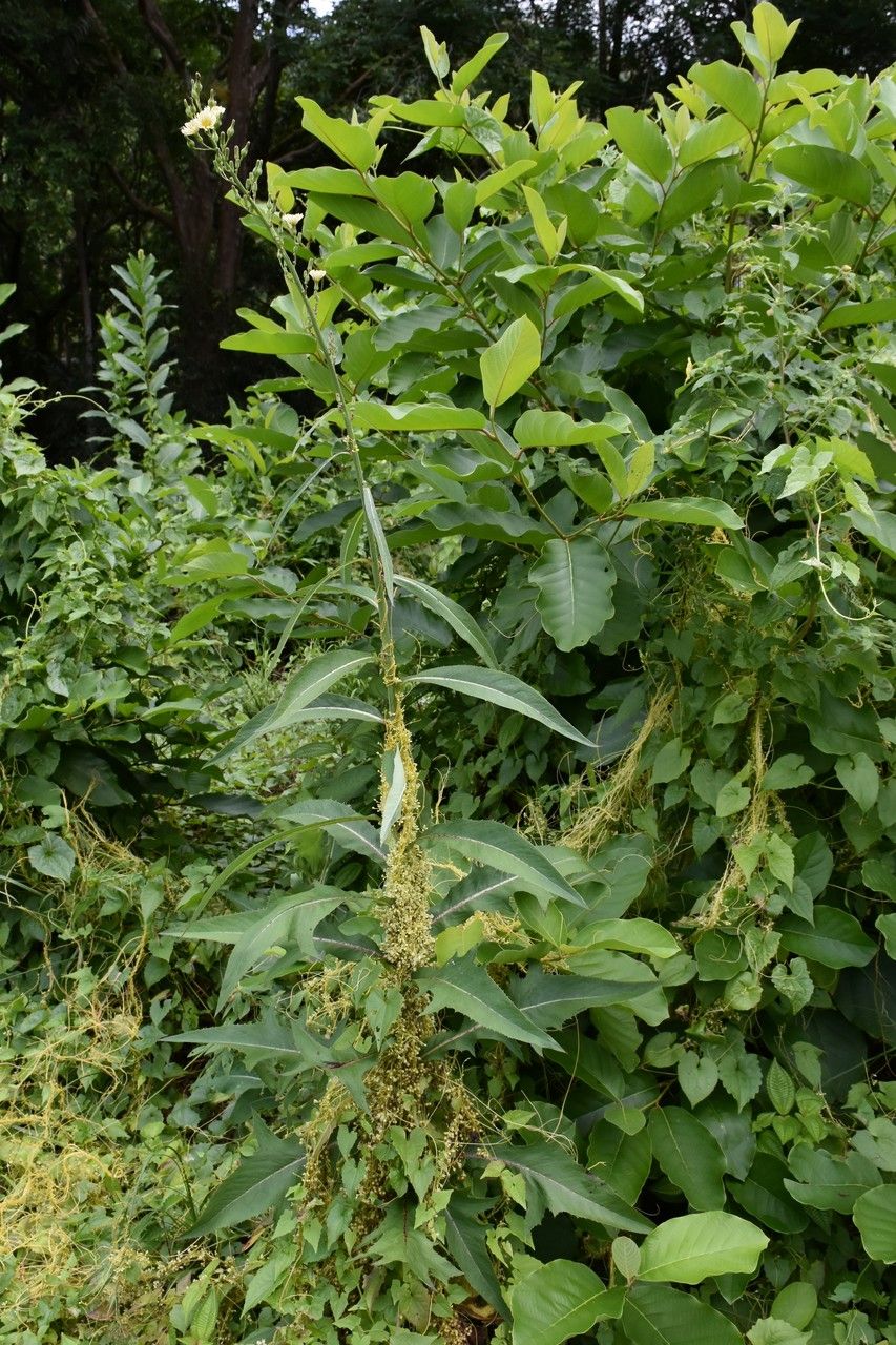 Lactuca indica habit