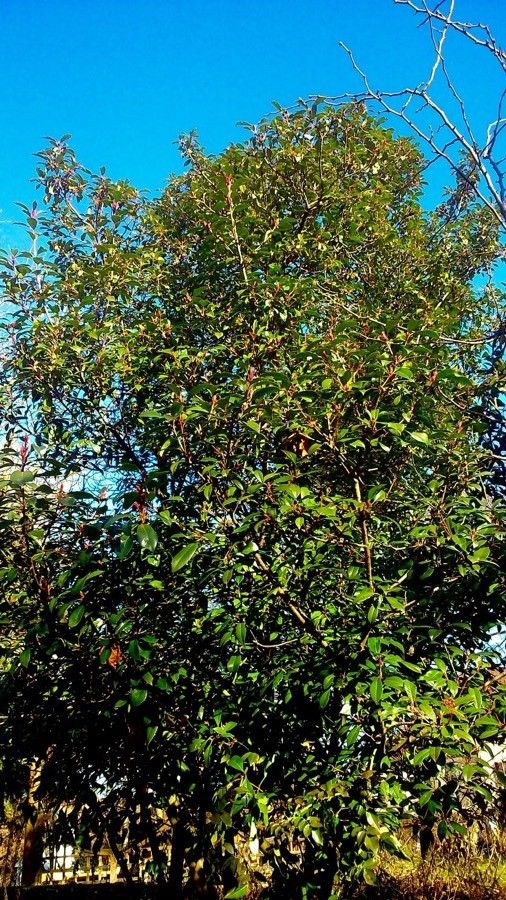 Pyracantha fortuneana habit