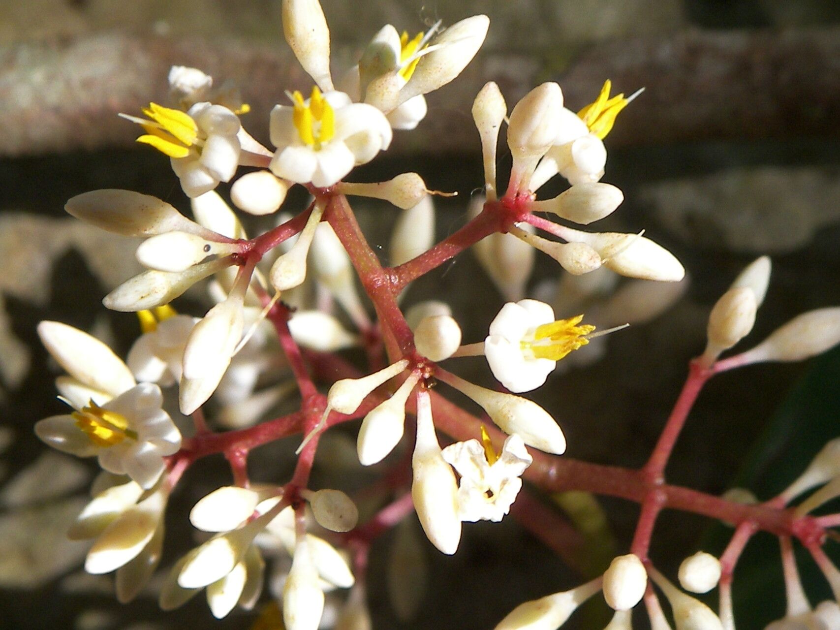 Ardisia escallonioides flower