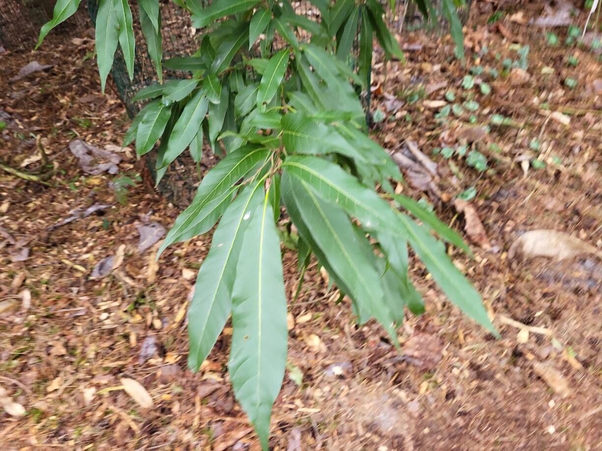 Quercus engleriana — houseplant care guide